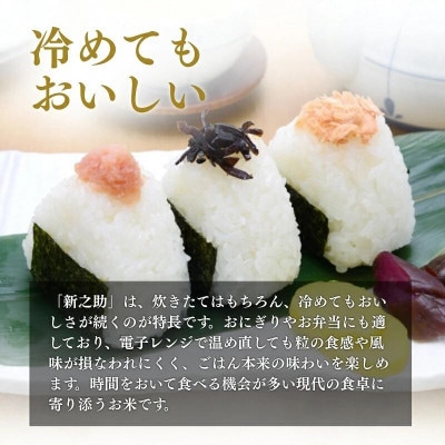 【発送月固定定期便】【4月上旬より発送予定】新潟県上越市産　新之助　精米　2kg全3回