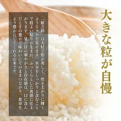 【発送月固定定期便】【4月下旬より発送予定】新潟県上越市産　新之助　精米　2kg全3回