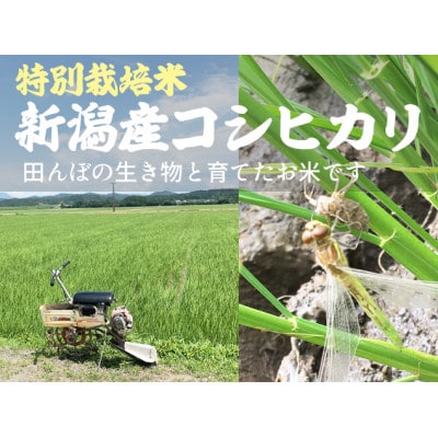 【特別栽培米 新潟産コシヒカリ 白米】新潟県認証米 令和7年産 20kg
