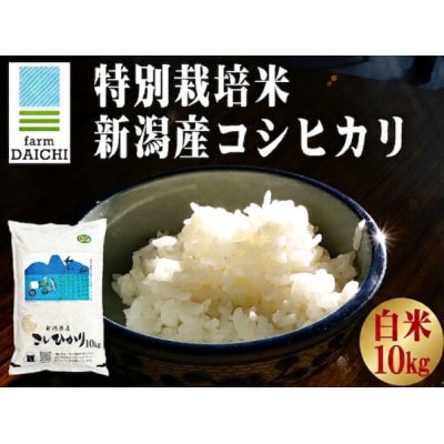 【特別栽培米 新潟産コシヒカリ 白米】新潟県認証米 令和7年産 10kg