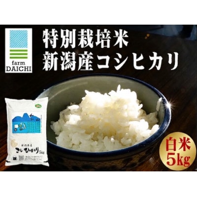 【特別栽培米 新潟産コシヒカリ 白米】新潟県認証米 令和7年産 5kg