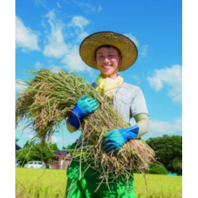 【新潟産コシヒカリ 15kg 白米】農家直送 令和7年産