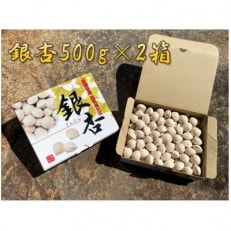 祖父江産こだわりの大粒銀杏【500g&times;2箱】