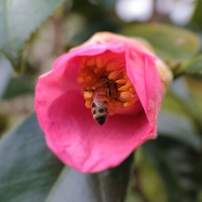 もちの木はちみつと百花はちみつ　500g　各1本セット