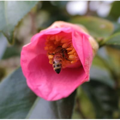 【ギフト箱入り】稲沢で採れたはちみつ3種セット(椿・もちの木・百花・各200g入り)