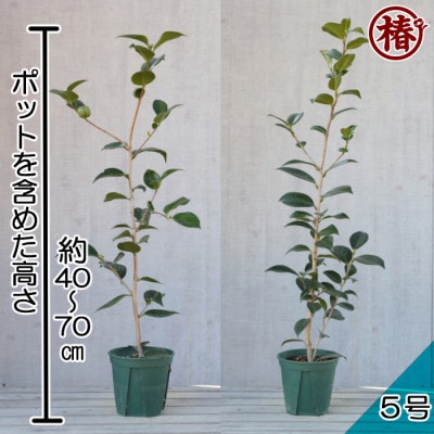 新品種　椿「月兎-つきうさぎ-」15cmポット苗