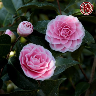 椿　新花「まほろば」15cmポット苗