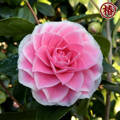 椿　新花「まほろば」15cmポット苗