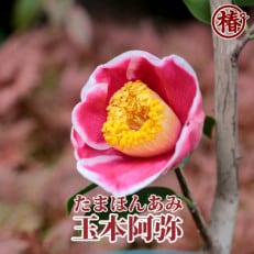 茶花椿「玉本阿弥-たまほんあみ-」接木18cmポット苗