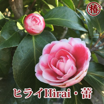 椿「ヒライHIRAI」接木18cmポット苗　新花コンテスト優勝品種