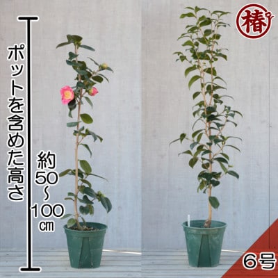 椿「ヒライHIRAI」接木18cmポット苗　新花コンテスト優勝品種