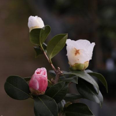 椿「尾州曜変椿」接木18cmポット苗　茶花向き咲き分け品種