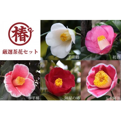 椿苗　美しく咲く厳選茶花品種5種セット(育て方資料付き)