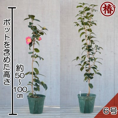 椿苗　美しく咲く厳選茶花品種5種セット(育て方資料付き)
