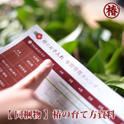 椿苗　美しく咲く厳選茶花品種5種セット(育て方資料付き)