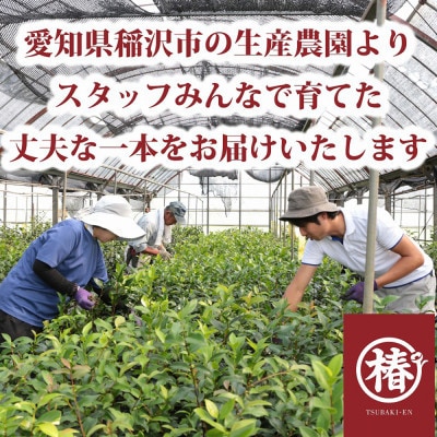 椿苗　美しく咲く厳選茶花品種5種セット(育て方資料付き)