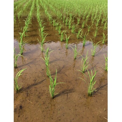 博多地産地消×AND THE SOIL.　夢つくし胚芽米4kg