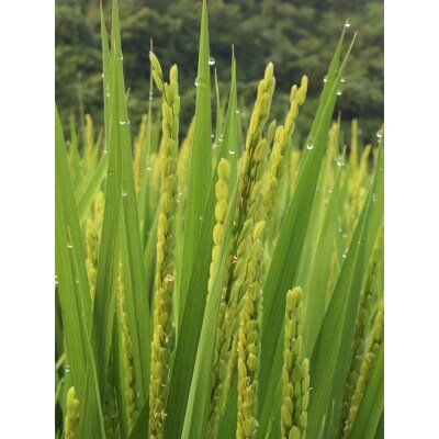 博多地産地消×AND THE SOIL.　夢つくし胚芽米4kg