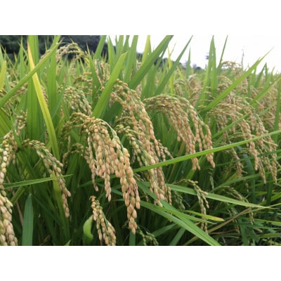 博多地産地消×AND THE SOIL.　夢つくし胚芽米5kg