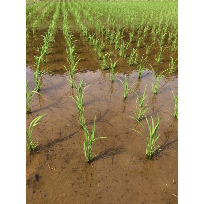 博多地産地消×AND THE SOIL.　夢つくし胚芽米5kg