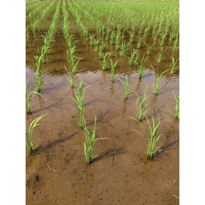 博多地産地消×AND THE SOIL.　夢つくし胚芽米8kg
