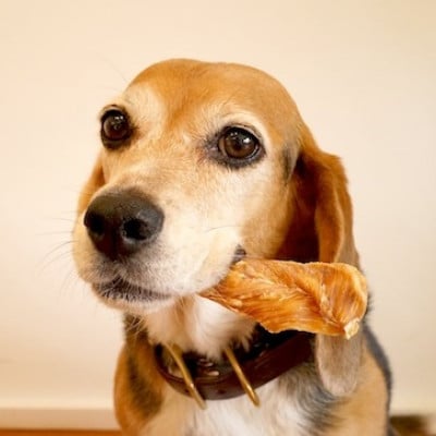 福岡市【無添加 犬のおやつ】おいしい香り!鶏ささみ姿干し(5本入り×4袋セット) RS02