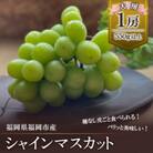 【2025年8月以降順次発送】福岡市産シャインマスカット DQ01