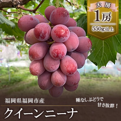 【2025年8月以降順次発送】福岡市産クイーンニーナ550g1房 DQ02