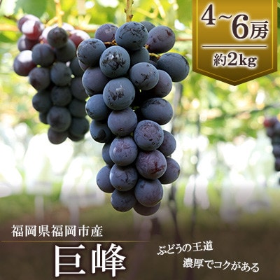 【2026年8月以降順次発送】福岡市産巨峰2000g(約5房) DQ05