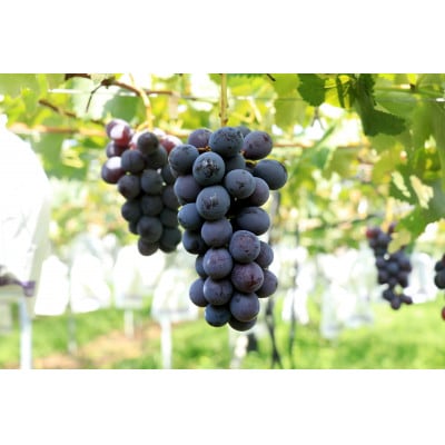 【2026年8月以降順次発送】福岡市産巨峰2000g(約5房) DQ05