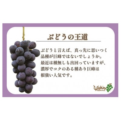 【2026年8月以降順次発送】福岡市産巨峰2000g(約5房) DQ05
