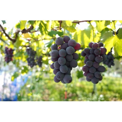 【2026年8月以降順次発送】福岡市産巨峰2000g(約5房) DQ05