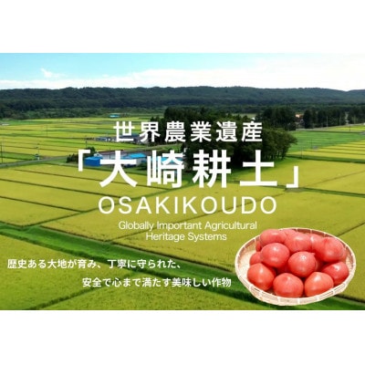 デリシャスファームのトマト(麗月) 1kg箱詰