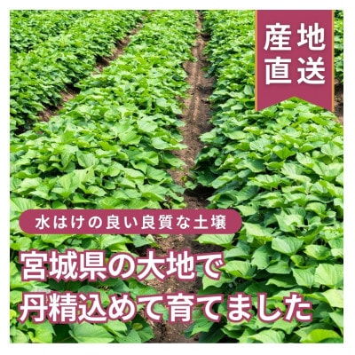 【訳あり!】さつまいも 紅はるか 5kg