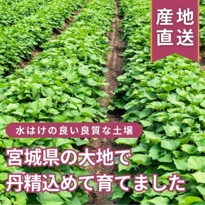 甘くてしっとり★さつまいも(紅はるか) 10kg