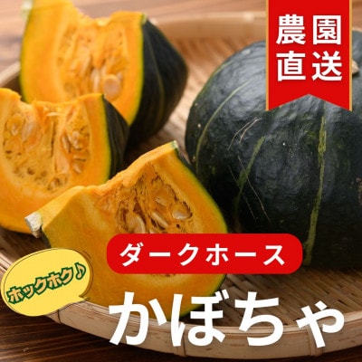 【予約受付】カボチャ※6月上旬から順次発送!おためし!1.5kg(1玉)