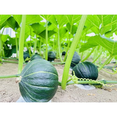 【予約受付】カボチャ※6月上旬から順次発送!おためし!1.5kg(1玉)