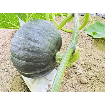 【予約受付】カボチャ※6月上旬から順次発送!おためし!1.5kg(1玉)