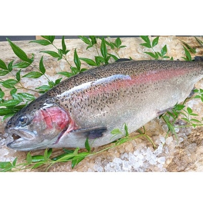 栃木県ブランド魚　プレミアムヤシオマスのセット