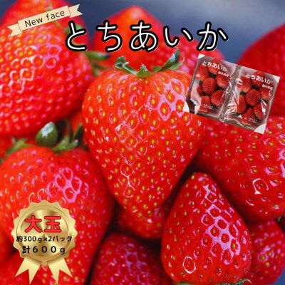 いちご王国栃木のNEW FACE!!大粒とちあいか600g