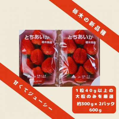 いちご王国栃木のNEW FACE!!大粒とちあいか600g