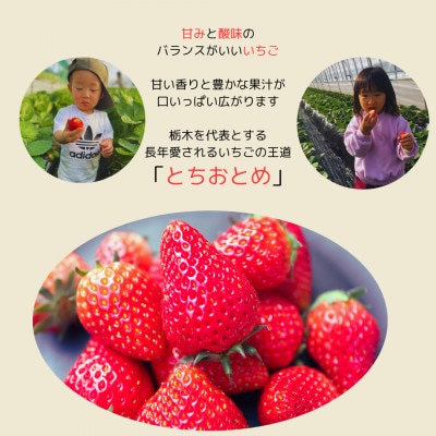 いちご王国栃木のとちおとめ[1箱/約280g×4パック]
