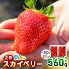〈先行予約〉とろける美味しさ!完熟朝摘みスカイベリー　560g