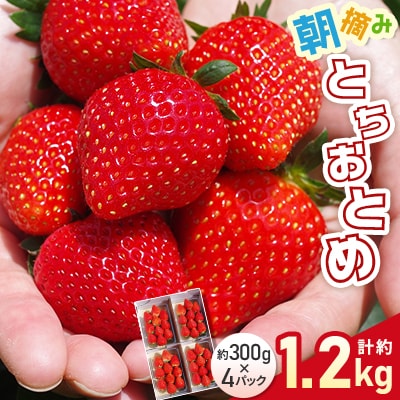 朝摘みとちおとめ　約1200g