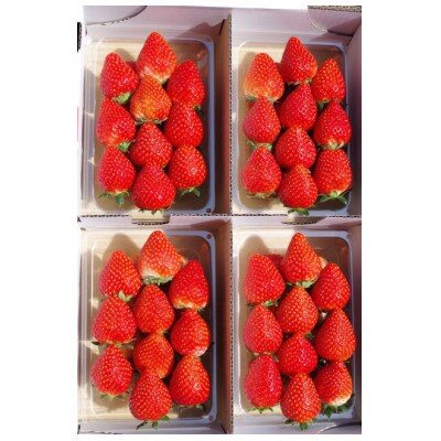 朝摘みとちおとめ　約1200g