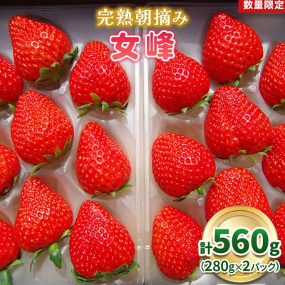 [数量限定] 完熟朝摘み 女峰 560g 澳原いちご農園