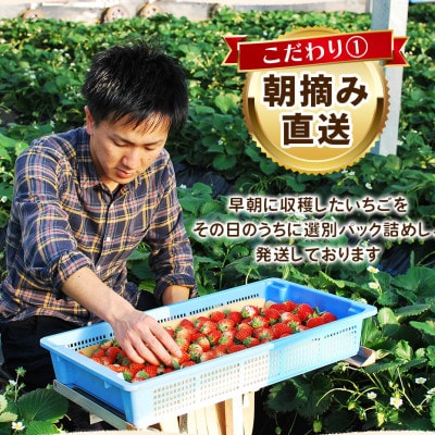 [数量限定] 完熟朝摘み 女峰 560g 澳原いちご農園