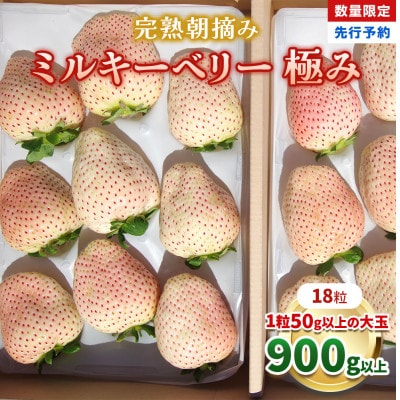 [数量限定] 完熟朝摘みミルキーベリー 極み 18粒《1月初旬～2月初旬に順次発送》 澳原いちご農園