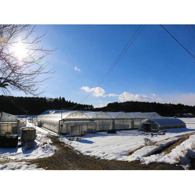 [数量限定] 完熟朝摘みミルキーベリー 極み 18粒《1月初旬～2月初旬に順次発送》 澳原いちご農園