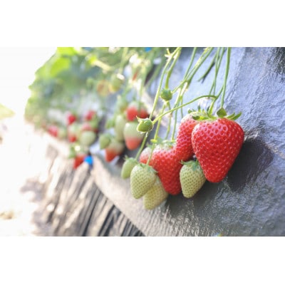 [数量限定] 完熟朝摘みとちあいか 極み 12粒《1月初旬から2月初旬に順次発送》 澳原いちご農園